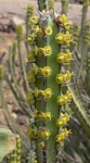 Euphorbia vulcanorum Marsabit severne od GPS173 Kenya 2012_PV0905 vyrez.jpg